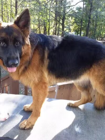 South Paw Obedience Training - Arab, AL