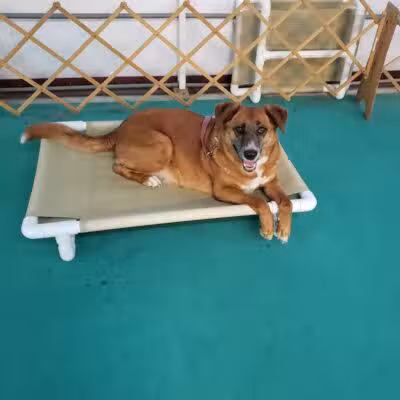 South Paw Obedience Training - Arab, AL