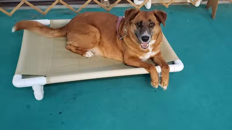South Paw Obedience Training - Arab, AL