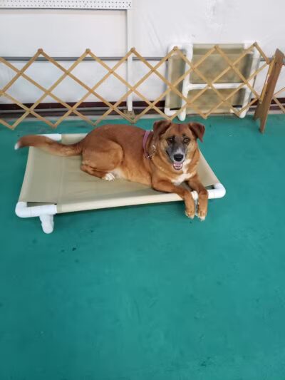 South Paw Obedience Training - Arab, AL