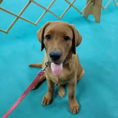 South Paw Obedience Training - Arab, AL