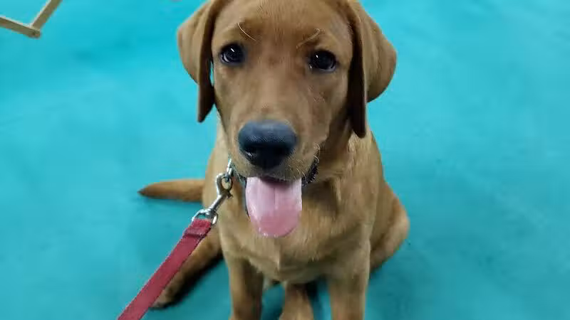 South Paw Obedience Training - Arab, AL