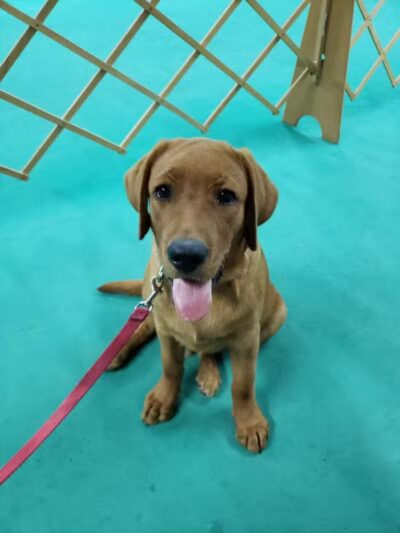 South Paw Obedience Training - Arab, AL