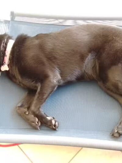 South Paw Obedience Training - Arab, AL