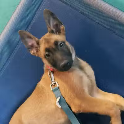 South Paw Obedience Training - Arab, AL