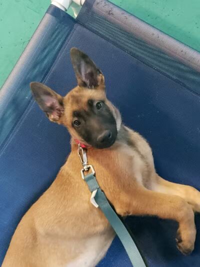 South Paw Obedience Training - Arab, AL