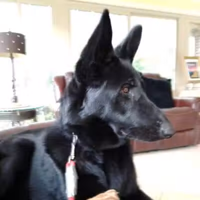 South Paw Obedience Training - Arab, AL