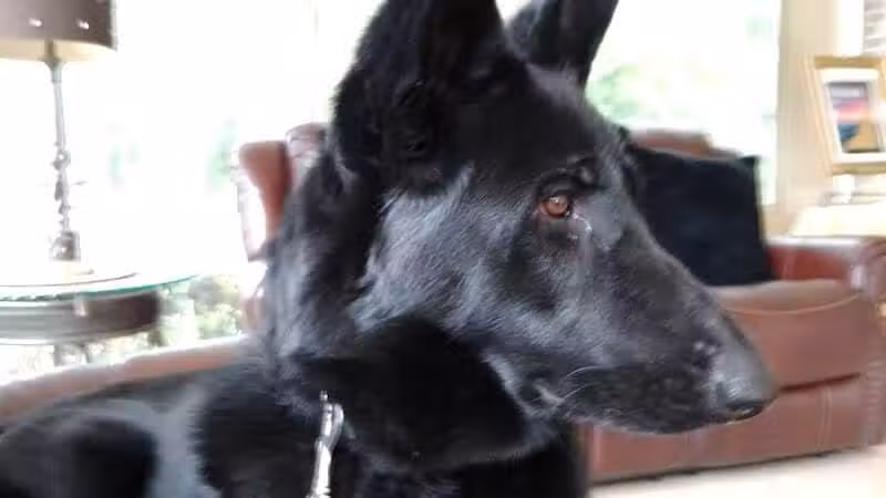 South Paw Obedience Training - Arab, AL