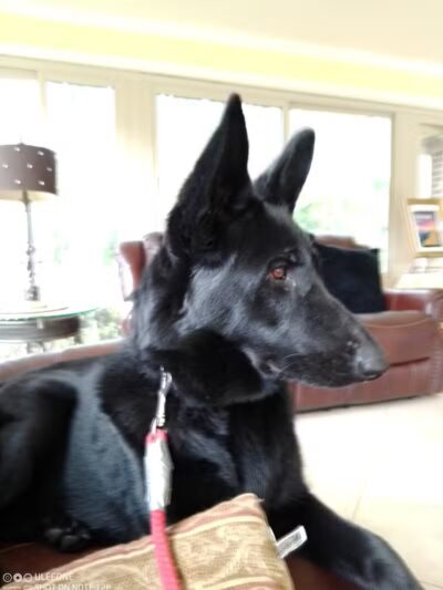 South Paw Obedience Training - Arab, AL