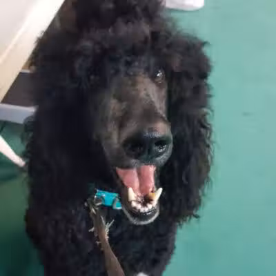South Paw Obedience Training - Arab, AL