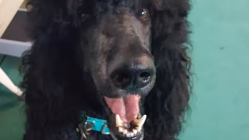 South Paw Obedience Training - Arab, AL