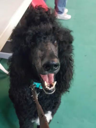 South Paw Obedience Training - Arab, AL