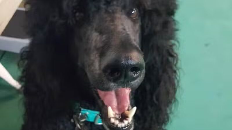 South Paw Obedience Training - Arab, AL