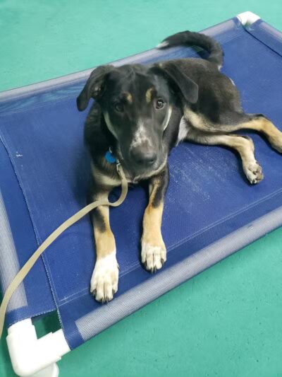 South Paw Obedience Training - Arab, AL