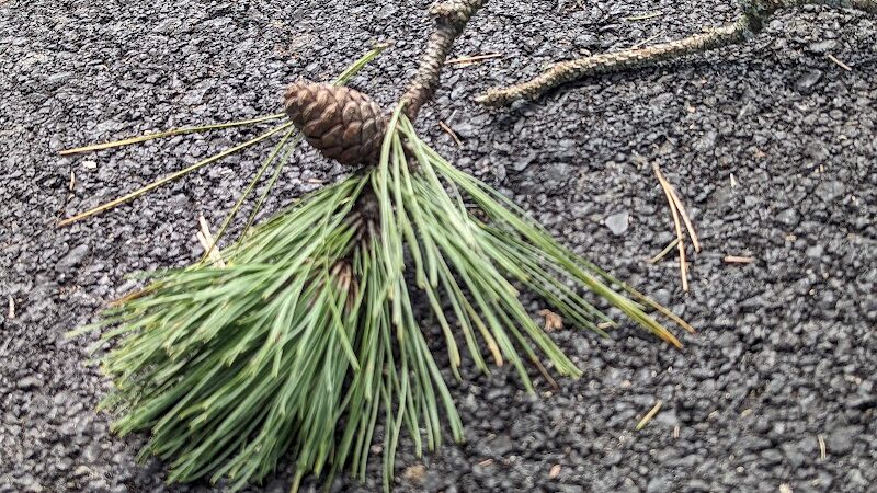 Arcade Village park - Arcade, NY