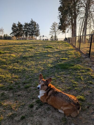 Barkdale Dog Park