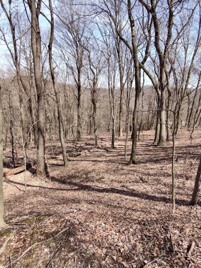Otto & Magdalene Ackermann Nature Preserve - Ardara, PA