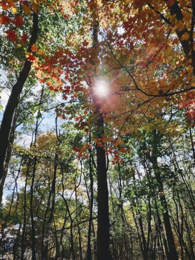 Otto & Magdalene Ackermann Nature Preserve - Ardara, PA