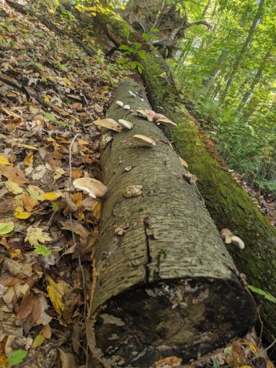 Otto & Magdalene Ackermann Nature Preserve - Ardara, PA