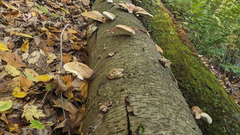 Otto & Magdalene Ackermann Nature Preserve - Ardara, PA