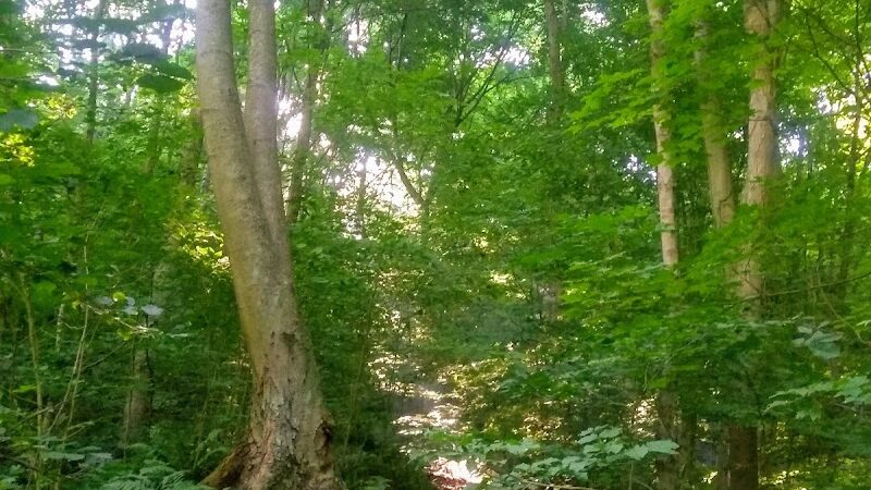 Otto & Magdalene Ackermann Nature Preserve - Ardara, PA