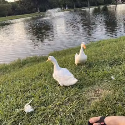 Carl Knox, Jr. Park - Arlington, TX