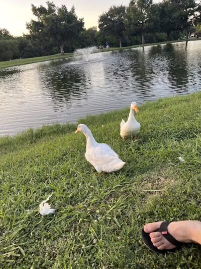 Carl Knox, Jr. Park - Arlington, TX