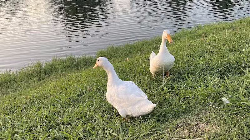 Carl Knox, Jr. Park - Arlington, TX