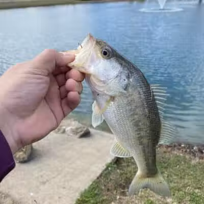 Carl Knox, Jr. Park - Arlington, TX