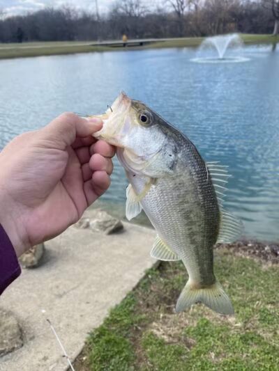 Carl Knox, Jr. Park - Arlington, TX