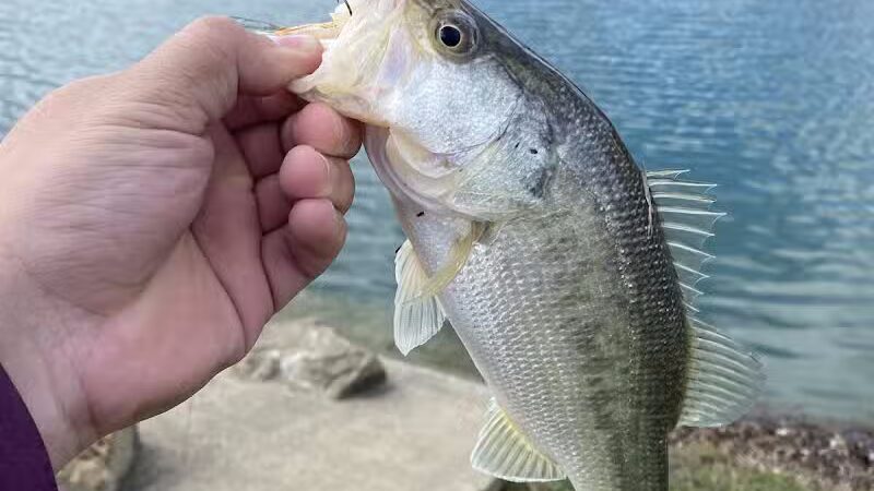 Carl Knox, Jr. Park - Arlington, TX