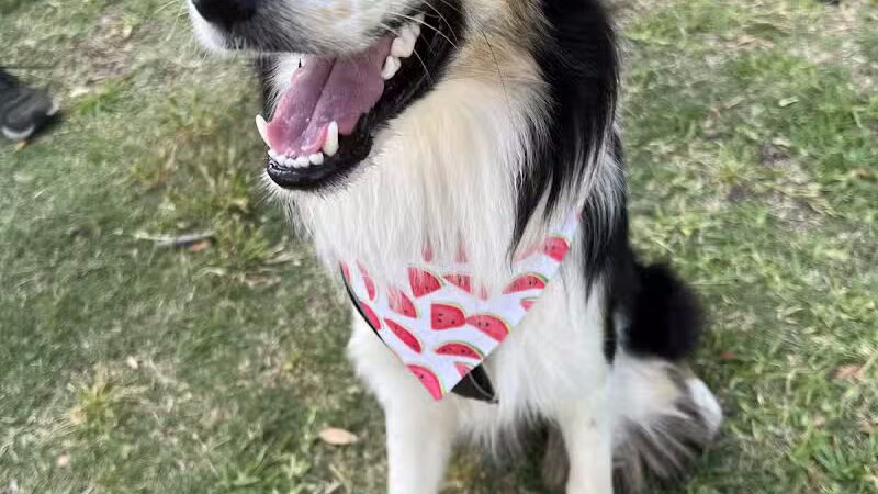 Gene Allen Park - Arlington, TX