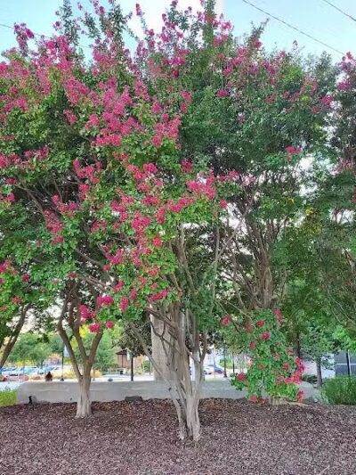 Gene Allen Park - Arlington, TX