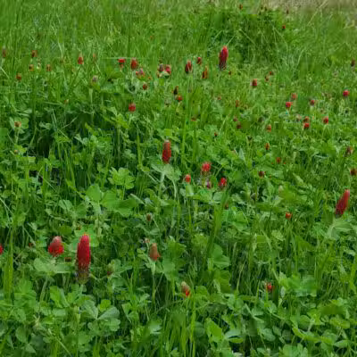 Gibbins Park - Arlington, TX