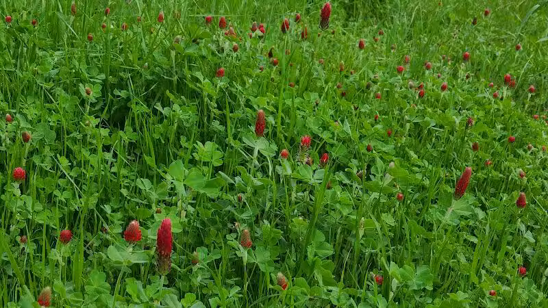 Gibbins Park - Arlington, TX