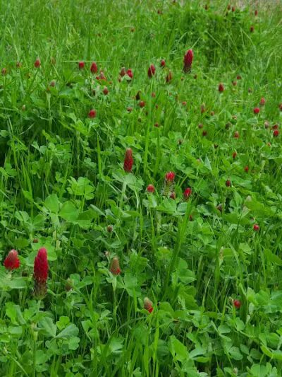 Gibbins Park - Arlington, TX