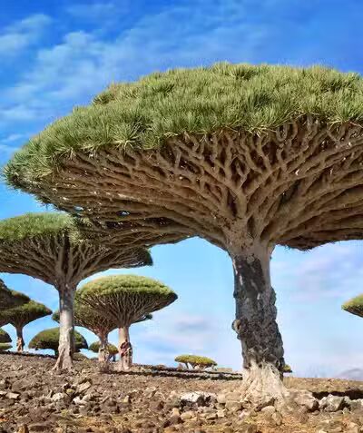 Gibbins Park - Arlington, TX