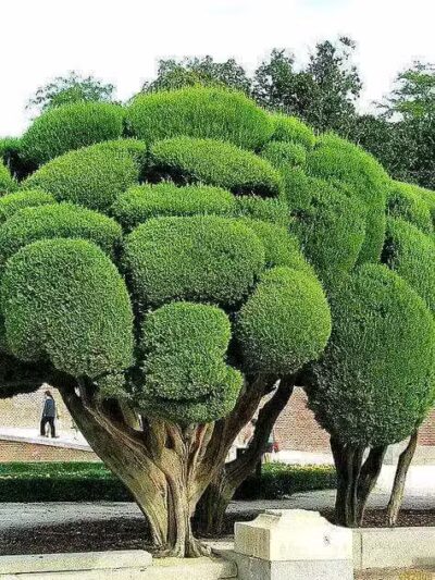 Gibbins Park - Arlington, TX