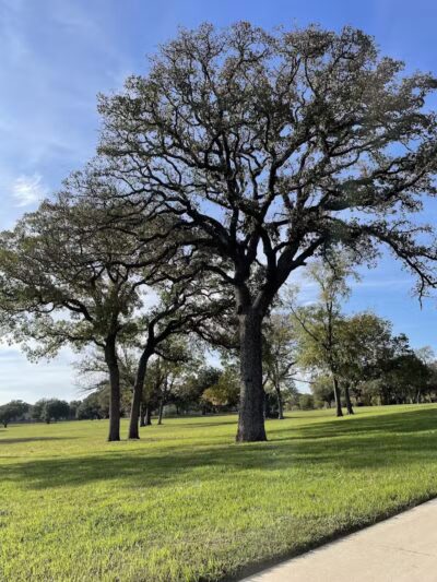 High Oak Park - Arlington, TX