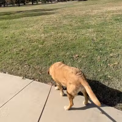 High Oak Park - Arlington, TX