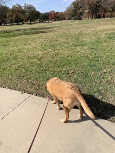 High Oak Park - Arlington, TX