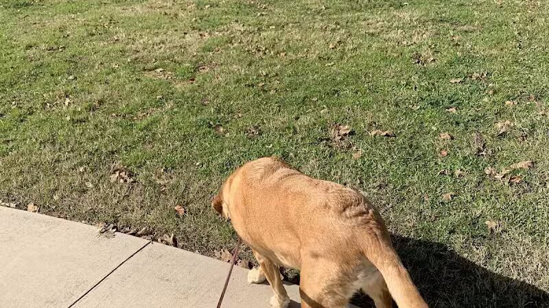 High Oak Park - Arlington, TX