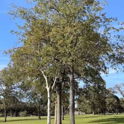 High Oak Park - Arlington, TX