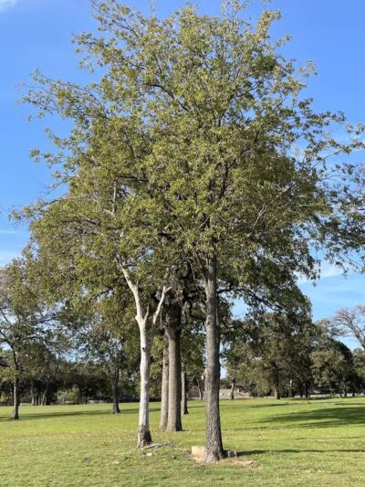 High Oak Park - Arlington, TX