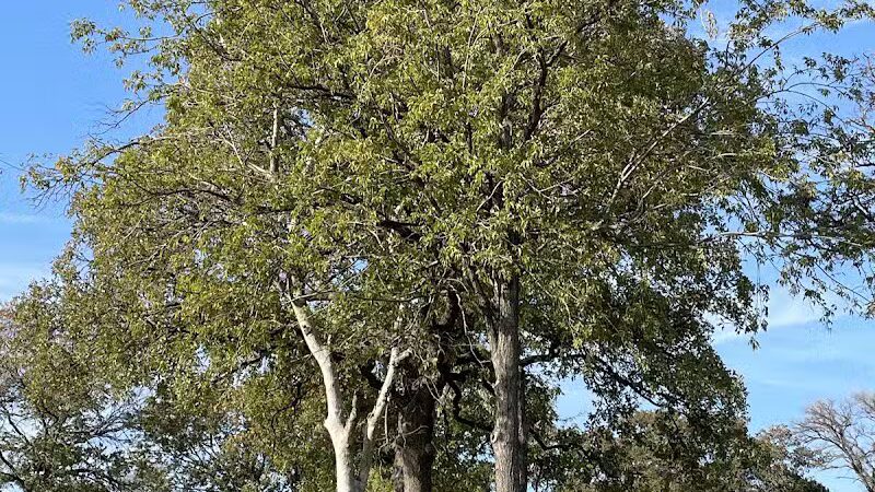 High Oak Park - Arlington, TX