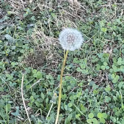 High Oak Park - Arlington, TX