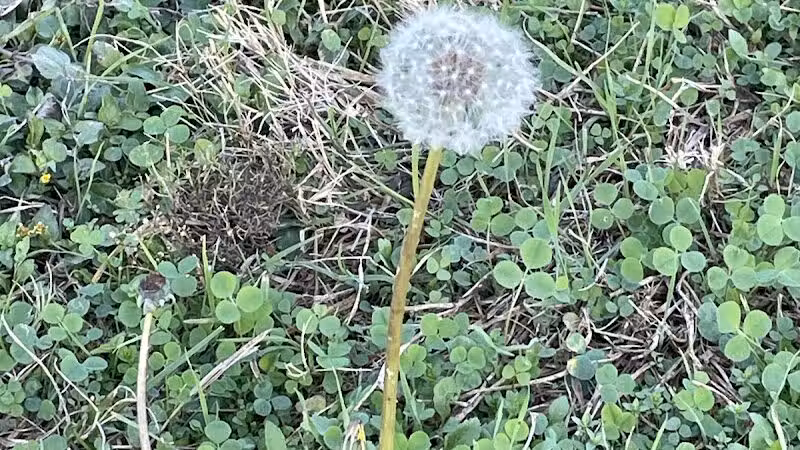 High Oak Park - Arlington, TX