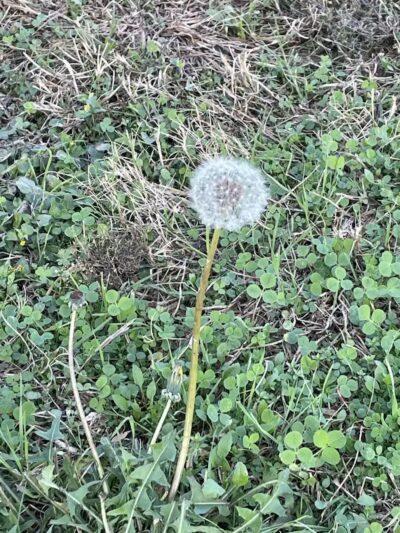 High Oak Park - Arlington, TX