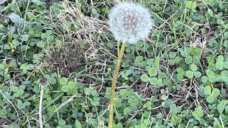 High Oak Park - Arlington, TX