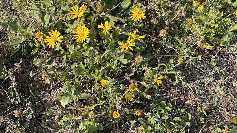 High Oak Park - Arlington, TX